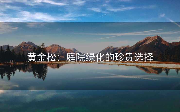 黄金松：庭院绿化的珍贵选择