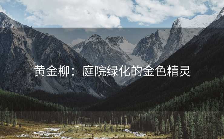 黄金柳：庭院绿化的金色精灵